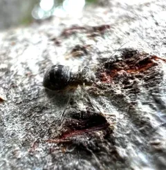 Mesopsocus unipunctatus thumbnail 1