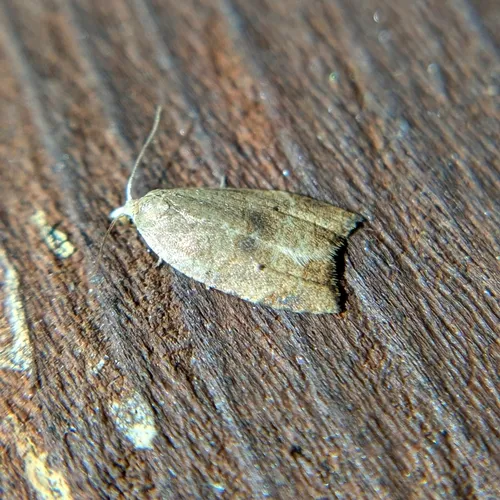 Batman Moth