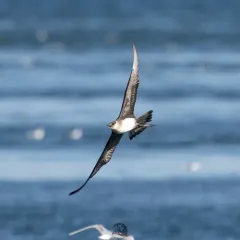 Parasitic Jaeger thumbnail 3