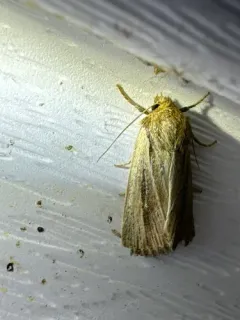 Brown-streaked Rustic Moth thumbnail 4