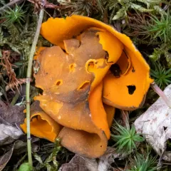 Spring Orange Peel Fungus thumbnail 2