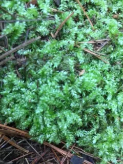 Steerecleus Moss thumbnail 3