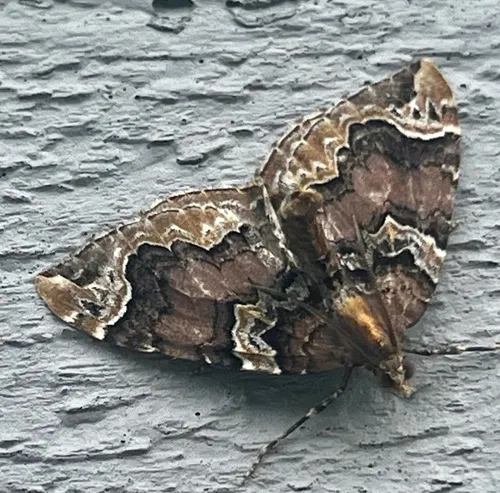 Serrated Eulithis Moth