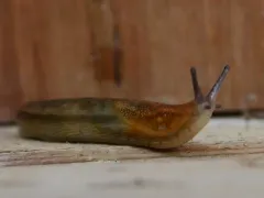 Northern Dusky Slug thumbnail 2