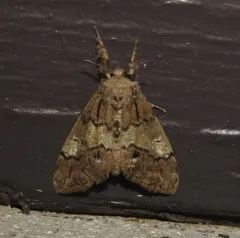 Northern Pine Tussock Moth thumbnail 3