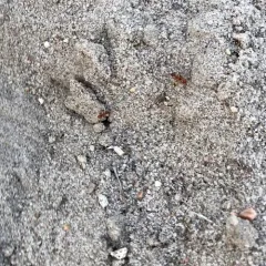 Bradley's Field Ant thumbnail 2