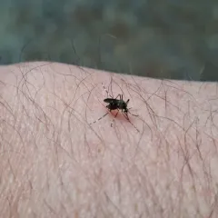 Western Treehole Mosquito thumbnail 4