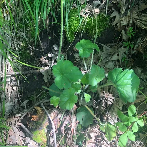 prairie alumroot