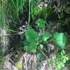 prairie alumroot thumbnail 1