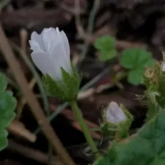 dwarf mallow thumbnail 4
