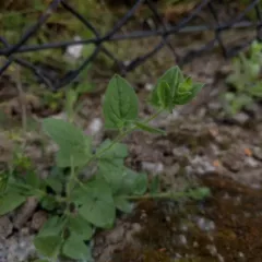 Sharp-leaved Fluellen thumbnail 1