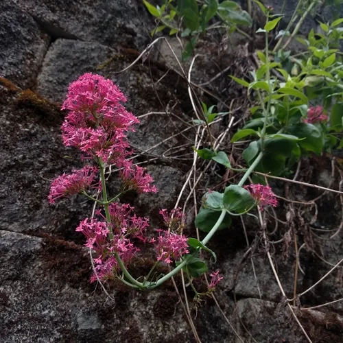 Red Valerian