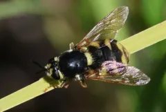 Stratiomys currani thumbnail 3
