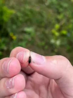Beautiful Patterneye thumbnail 2