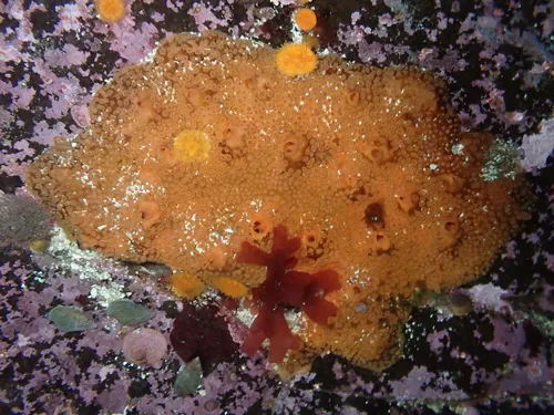 Apricot Mushroom Sponge