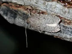 Exaeretia scabella thumbnail 2