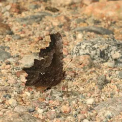 Hoary Comma thumbnail 4