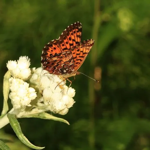 Arctic Fritillary