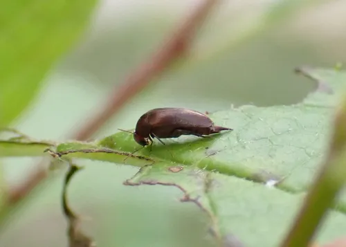Glipostenoda ambusta