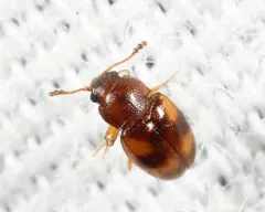 Beautiful Pleasing Fungus Beetle thumbnail 4