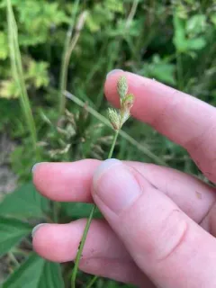 green-and-white sedge thumbnail 2