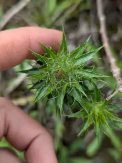 Carline Thistle thumbnail 2