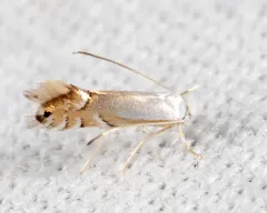 Lesser Maple Leaf Blotch Miner Moth thumbnail 3