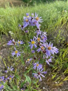 smooth blue aster thumbnail 5