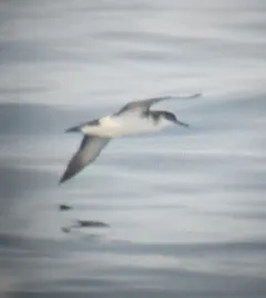 Manx Shearwater thumbnail 4