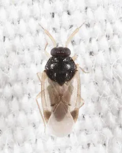Corticoris pulchellus thumbnail 2