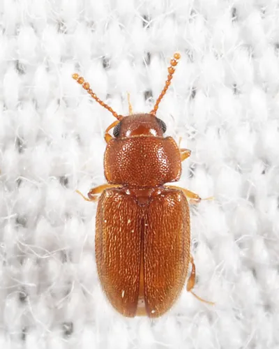 Cryptophilus propinquus