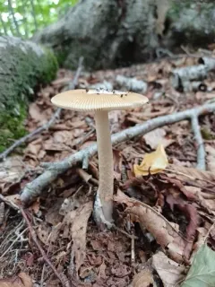 Amanita mortenii thumbnail 2