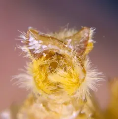 Strawberry Cutworm Moth thumbnail 4