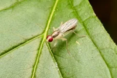 Cordilura munda thumbnail 1