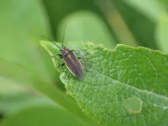 Prepops zonatus thumbnail 2