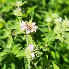Whorled Mountain Mint thumbnail 2
