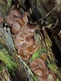 Pachyella adnata thumbnail 2