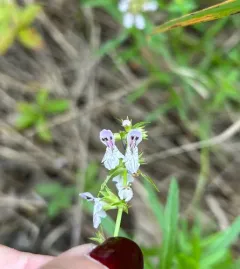 Hyssop-leaved Hedge-nettle thumbnail 2