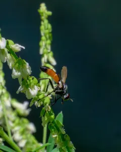 Cylindromyia intermedia thumbnail 2