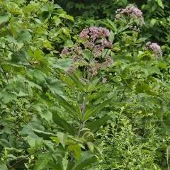 Hollow Joe-Pye Weed thumbnail 3