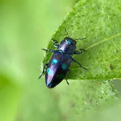 Chrysobothris chlorocephala thumbnail 3