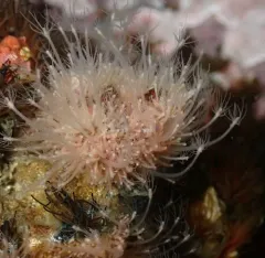 Schuchertinia milleri thumbnail 2