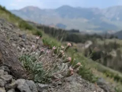 Evermann's Pincushion thumbnail 4