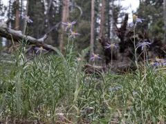Rocky Mountain Aster thumbnail 3