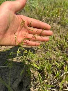 Michaux's croton thumbnail 3
