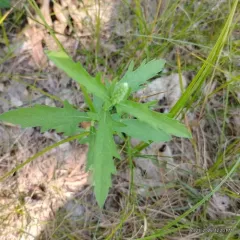 western ragweed thumbnail 1