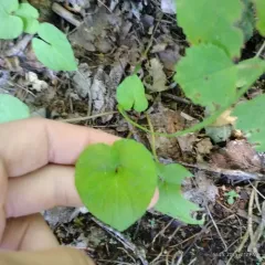Largeleaf White Violet thumbnail 2