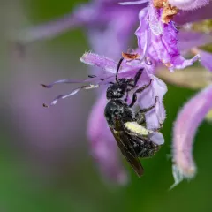 Beebalm Shortface thumbnail 4
