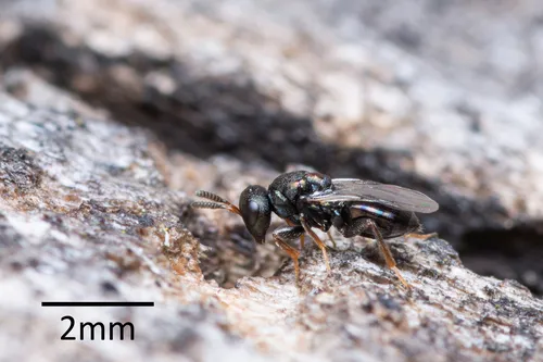 Habritys brevicornis