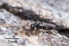 Habritys brevicornis thumbnail 1